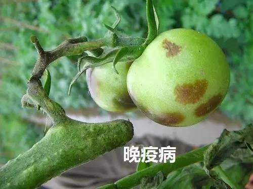 自然美景探索之旅，直面最新疫病的挑战